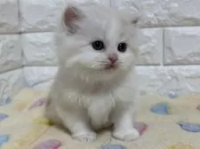 スコティッシュフォールド(立ち耳)【山梨県・男の子・2025年1月30日・レッド&ホワイト】の写真6