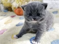 ブリティッシュショートヘア【山梨県・男の子・2025年10月21日・ブルー&ホワイト】の写真7