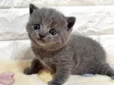 ブリティッシュショートヘア【山梨県・女の子・2025年10月21日・ブルー】の写真7