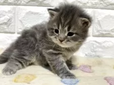 サイベリアン【山梨県・女の子・2025年10月1日・ブルータビー】の写真7