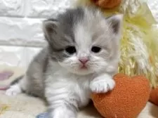 スコティッシュフォールド(立ち耳)【山梨県・女の子・2025年11月4日・ダイリュートキャリコ】の写真8