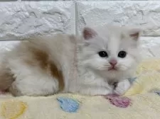 スコティッシュフォールド(立ち耳)【山梨県・男の子・2025年1月30日・レッド&ホワイト】の写真8