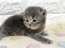 サイベリアン【山梨県・男の子・2025年10月1日・ブルータビー】の写真8