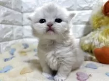 スコティッシュフォールド(立ち耳)【山梨県・男の子・2025年11月4日・クリームタビー】の写真8