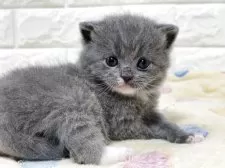 ブリティッシュショートヘア【山梨県・男の子・2025年10月21日・ブルー&ホワイト】の写真8