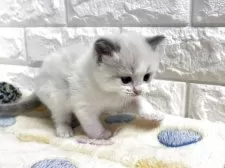 ラグドール【山梨県・男の子・2025年8月28日・ブルーポイントバイカラー】の写真8