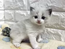 ラグドール【山梨県・男の子・2025年8月28日・ブルーポイントバイカラー】の写真9