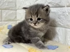 サイベリアン【山梨県・男の子・2025年3月6日・ブルータビー】の写真9