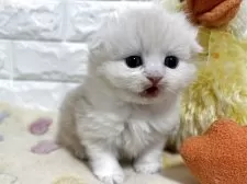 スコティッシュフォールド(折れ耳)【山梨県・女の子・2025年11月4日・クリームタビー】の写真9