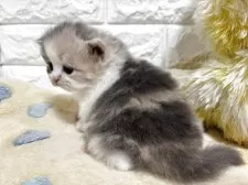 スコティッシュフォールド(立ち耳)【山梨県・女の子・2025年11月4日・ダイリュートキャリコ】の写真9