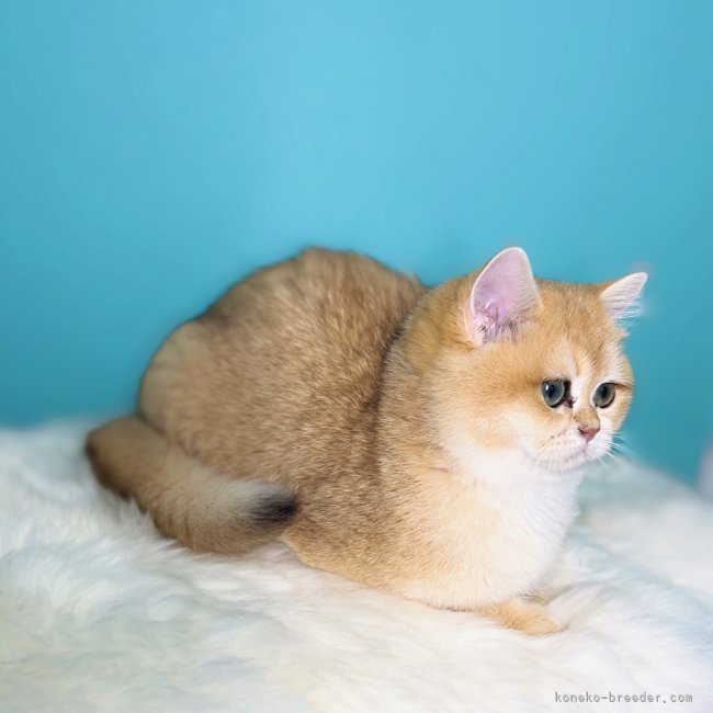 ムッチリボディ｜津田　如茉(つだ　ゆま)ブリーダー(大阪府・ブリティッシュロングヘアなど・ACC登録)の紹介写真8