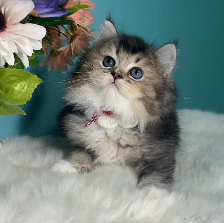 ID:2410-03162の子猫