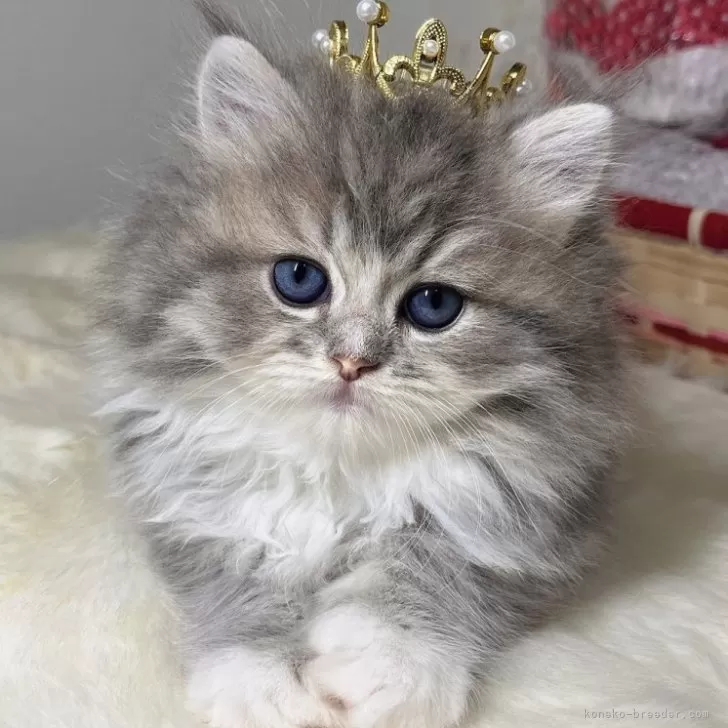 ID：2405-03273の子猫