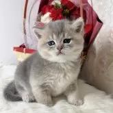 ブリティッシュショートヘア【大阪府・男の子・2024年5月4日・ブルーゴールデン】の写真2