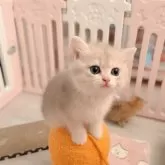 ブリティッシュショートヘア【大阪府・男の子・2025年4月29日・ブルーゴールデン♡】の写真8