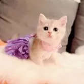 ブリティッシュショートヘア【大阪府・男の子・2025年4月29日・ブルーゴールデン♡】の写真2