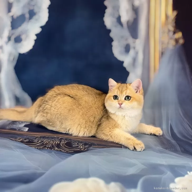 ID:2502-00646の子猫