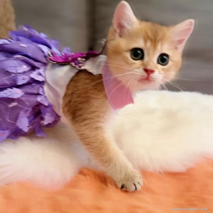 ID：2505-03603の子猫