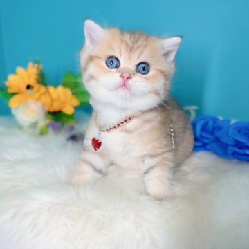 ブリティッシュショートヘア【大阪府・男の子・2025年10月5日・ゴールデンタビー】の写真「虎さんみたいな男の子🐯抱っこ好きで温和😊」