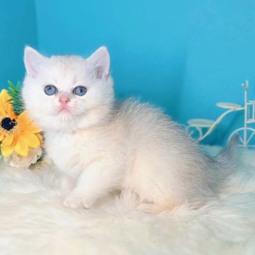 ブリティッシュショートヘア【大阪府・男の子・2025年10月22日・シールゴールデンチンチラポイント🎀】の写真「甘えん坊な男の子❄️🧚」