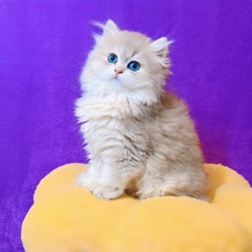 ブリティッシュロングヘア【大阪府・男の子・2025年4月25日・ブルーゴールデン】の写真「リアル熊さんみたい🐻🐻‍❄️」