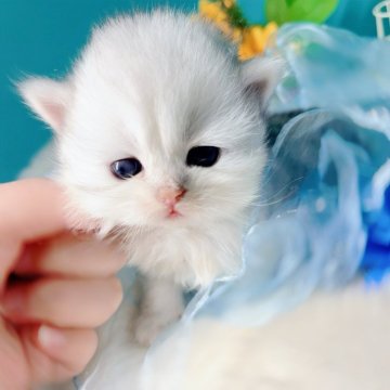 ブリティッシュショートヘア【大阪府・女の子・2025年10月22日・シルバーシェーデッド(ロング)】の写真「将来はまる顔」