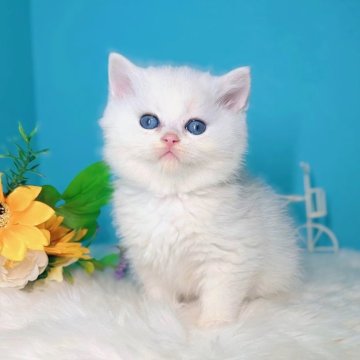 ブリティッシュショートヘア【大阪府・男の子・2025年10月22日・シールゴールデンチンチラポイント♡】の写真「真っ白な妖精みたいです❄️🧚」