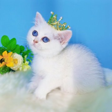 ブリティッシュショートヘア【大阪府・女の子・2025年5月9日・シルバーシェーデッド♡】の写真「温和でまる顔♡甘えん坊」