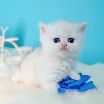 ブリティッシュショートヘア【大阪府・女の子・2025年10月22日・シルバーシェーデッド(ロング)】の写真「将来はまる顔♡」