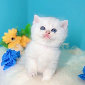 ブリティッシュショートヘア【大阪府・男の子・2025年10月22日・シルバーシェーデッド】の写真「人懐っこい男の子👦」