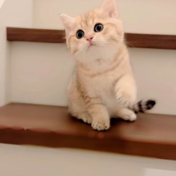 ブリティッシュショートヘア【大阪府・男の子・2025年10月5日・ゴールデンタビー♡】の写真「虎さんみたいな男の子🐯抱っこ好きで温和」