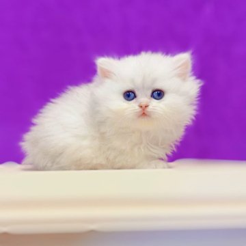 ブリティッシュショートヘア【大阪府・女の子・2025年10月22日・シルバーシェーデッド🎀（ロング）】の写真「よく食べる元気な子♡白熊みたい」