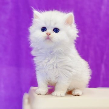 ブリティッシュロングヘア【大阪府・女の子・2025年10月22日・シルバーシェーデッド（ロング）】の写真「よく食べる元気な子♡白熊みたい」