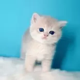 ブリティッシュショートヘア