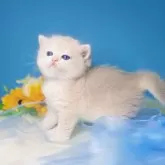 ブリティッシュショートヘア