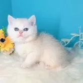 ブリティッシュショートヘア