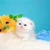 ブリティッシュショートヘア