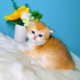 ブリティッシュショートヘア