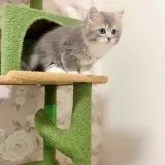 ブリティッシュMIX♡