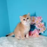 ブリティッシュショートヘア