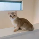 ブリティッシュショートヘア