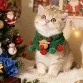 ブリティッシュショートヘア