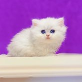 ブリティッシュロングヘア