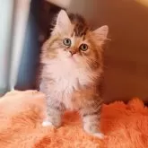 ブリティッシュMIX♡