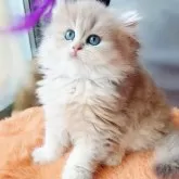 ブリティッシュロングヘア