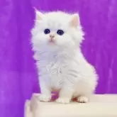 ブリティッシュロングヘア