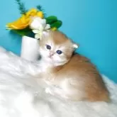 ブリティッシュショートヘア