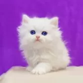 ブリティッシュショートヘア