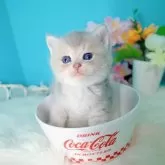 ブリティッシュショートヘア