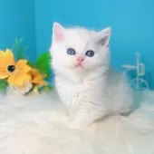 ブリティッシュショートヘア【大阪府・男の子・2025年10月22日・シールゴールデンチンチラポイント🎀】の写真2